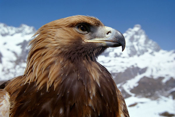 Animal Planet Animal Planet